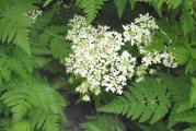 Jednogodišnja baštenska biljka krasuljica (Anthriscus cerefolium) ima aromu nalik peršunu, a uzgaja se zbog listova. Iako veoma podseća na peršun (lišće joj je svetlije boje), po ukusu je slađa poput komorača. Kod nas nije toliko zastupljena, dok je francuska kuhinja bez ove začinske biljke nezamisliva.

Inače, obilato je upotrebljavaju i za omlet, salate, supe i čorbe, jela od pirinča, živine i plodova mora, njom posipaju sveži sir.

U kuvana jela se stavlja na kraju, jer u termičkoj obradi gubi dragocene sastojke. Tradicionalno se koristi i za salatu od krompira sa vlašcem. Zbog specifičnog ukusa i mirisa, stavlja se i u žvakaće gume, a mladi listovi u sirće za začinjavanje salate. I na latincko i na grčkom je poznata kao "mirisno lišće".

Njena lekovita svojstva su pomalo zaboravljena, iako lišće i seme sadrže veće količine eteričnog ulja i sastojak glikozid aplin. Listovi su bogati vitaminom C, jodom i mineralnim solima. Kod nas se krasuljica koristi kao diuretik, podstiče mokrenje i znojenja, a listovi se stavljaju na mesto uboda insekata jer čiste rane.

Sveže isceđen sok pomaže kod početnog oblika tuberkuloze pluća, ženskih bolesti, kao i za čišćenje krvi, kod ekcema, apscesa i čvorova koji su posledica gihta. U vidu toplih obloga preporučuje se kod reume i artritisa, kada se stavlja na bolne zglobove.

Čaj od sveže ili osušene biljke i od semena, jača želudac jer sprečava nadimanje, ublažava grčeve, podstiče lučenje želudačnih sokova, pa time i varenje. Takođe, povoljno utiče na rad jetre, poboljšava cirkulaciju i čisti krv, a snižava i visoki krvni pritisak.



Količina: 100 semenki - obavezno prvo proizvedite rasad u čaše ili kontejnere , seje se od polovine aprila. Ne prekrivati sa puno zemlje